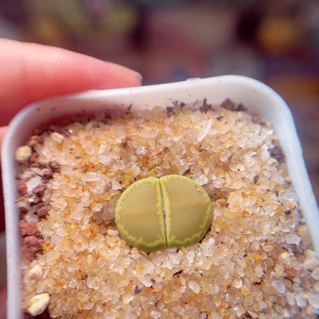 25号带盆包邮发货