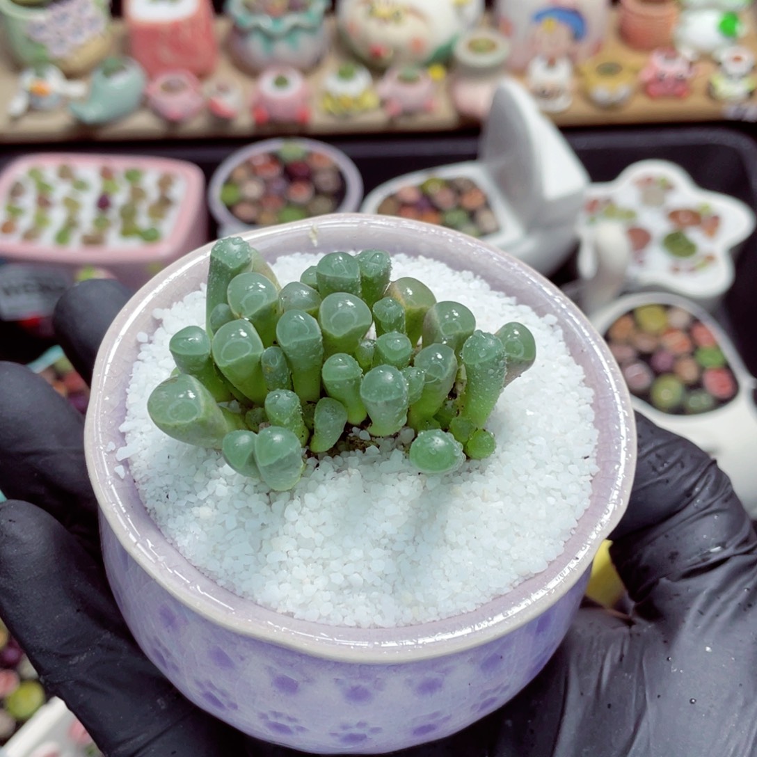 夜间零下地区拍保温箱w6338