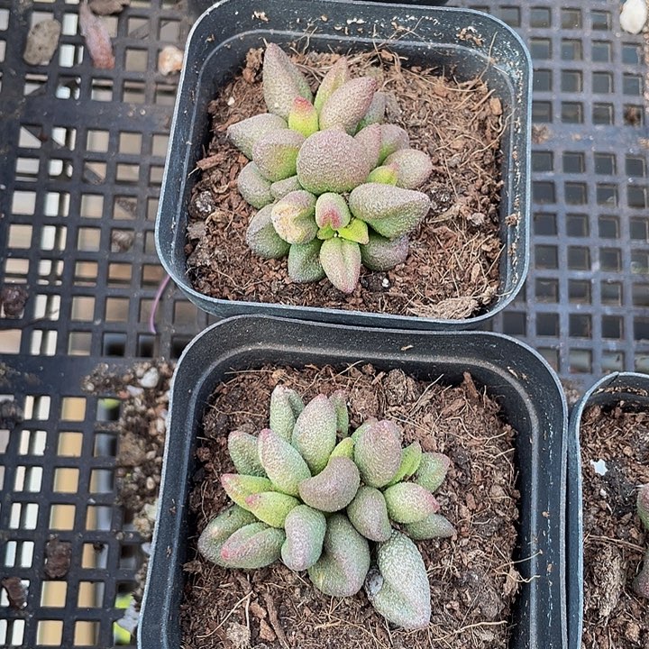 小红嘴水泡5.8带盆