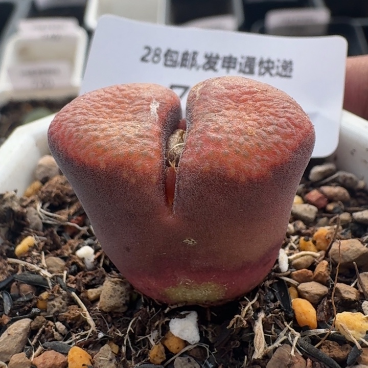 721 红蛋糕。       