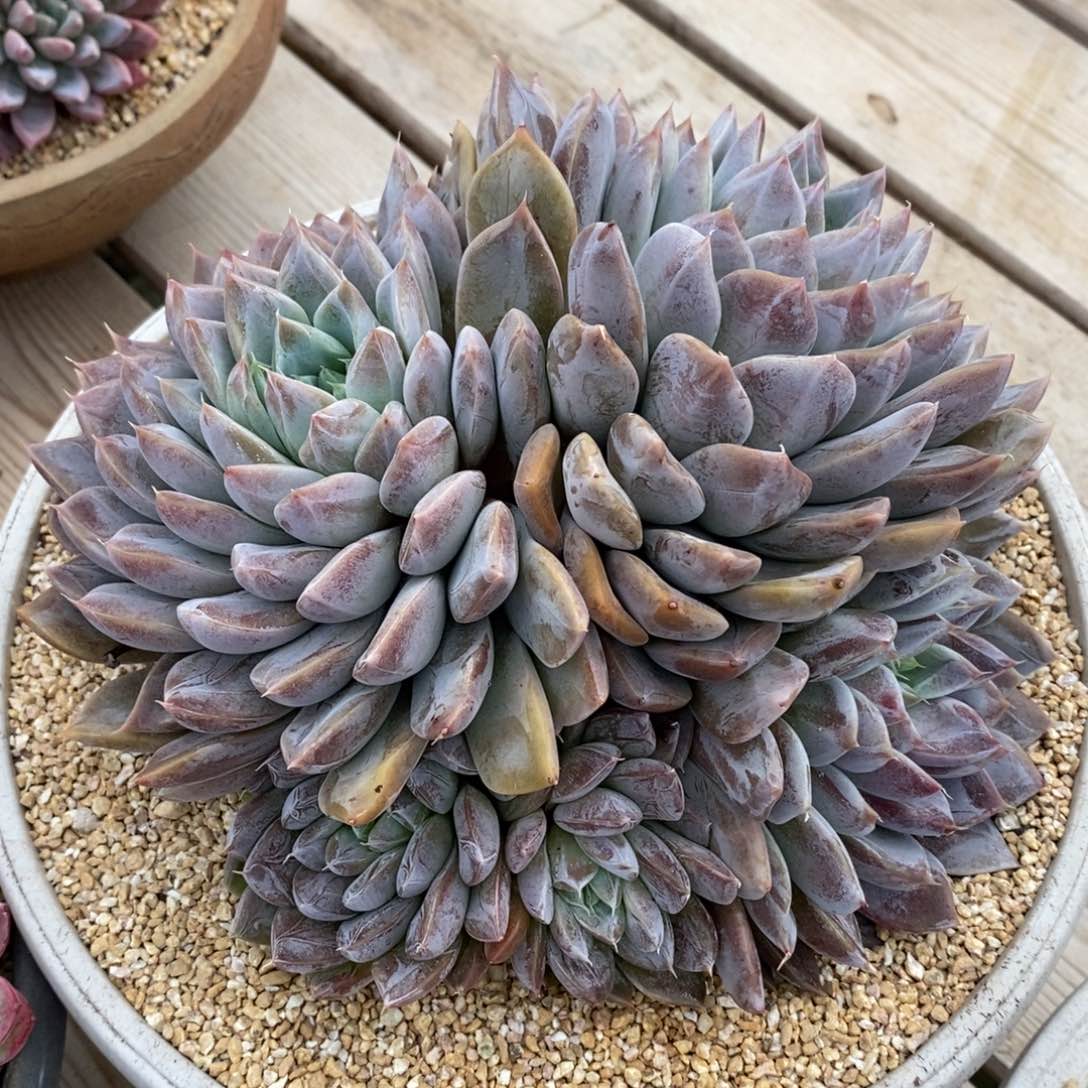 精品一物一拍多肉_暗纹怪