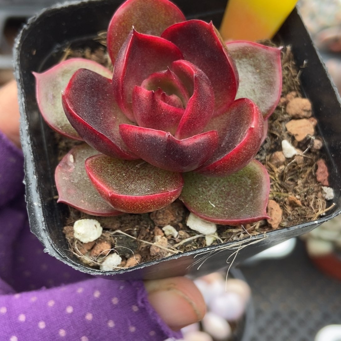 3160红灯多肉植物多肉