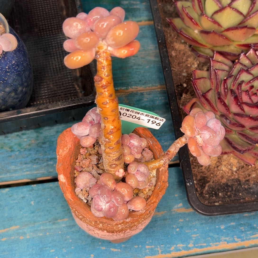 多肉一物一拍0204-196