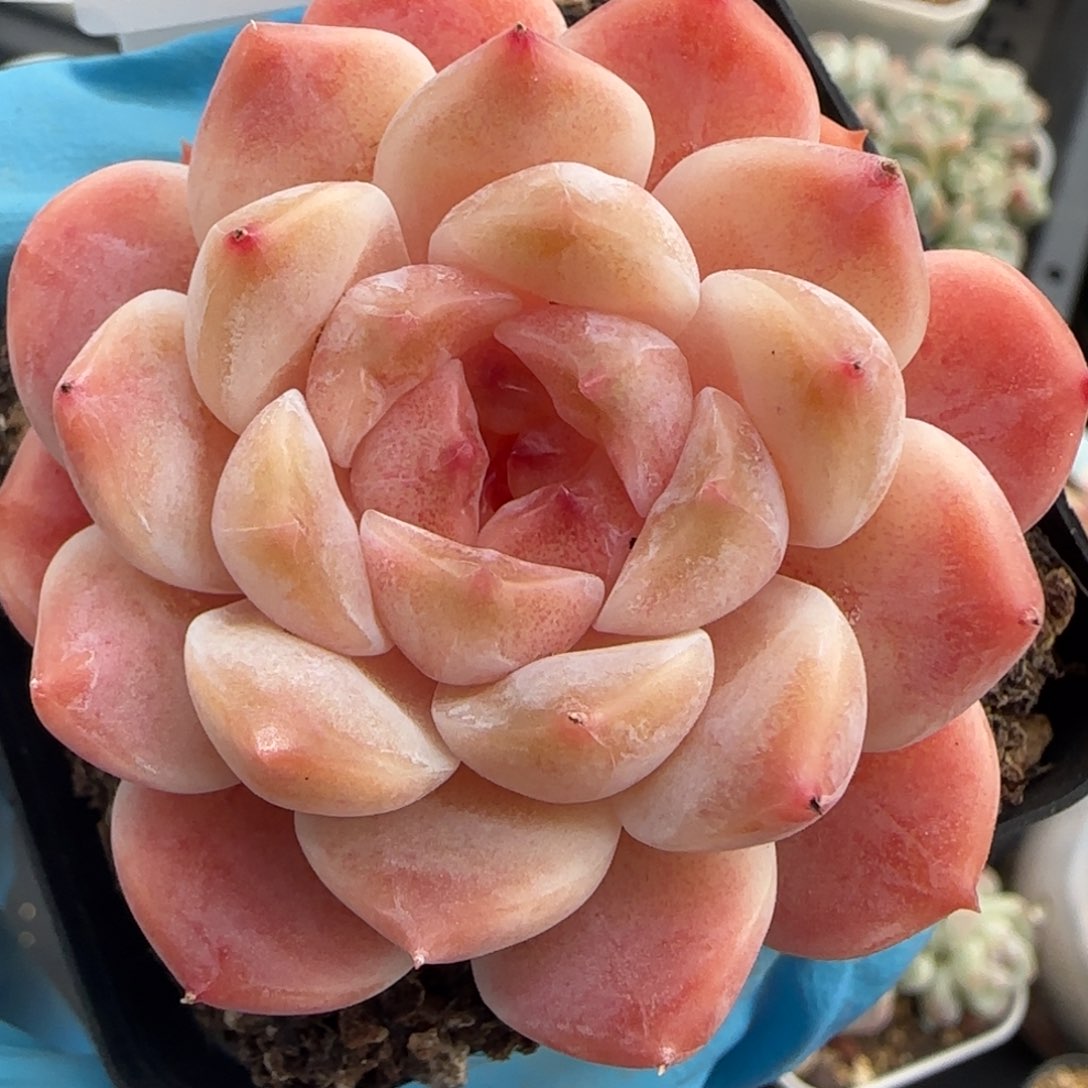 114东篱下多肉植物盆栽