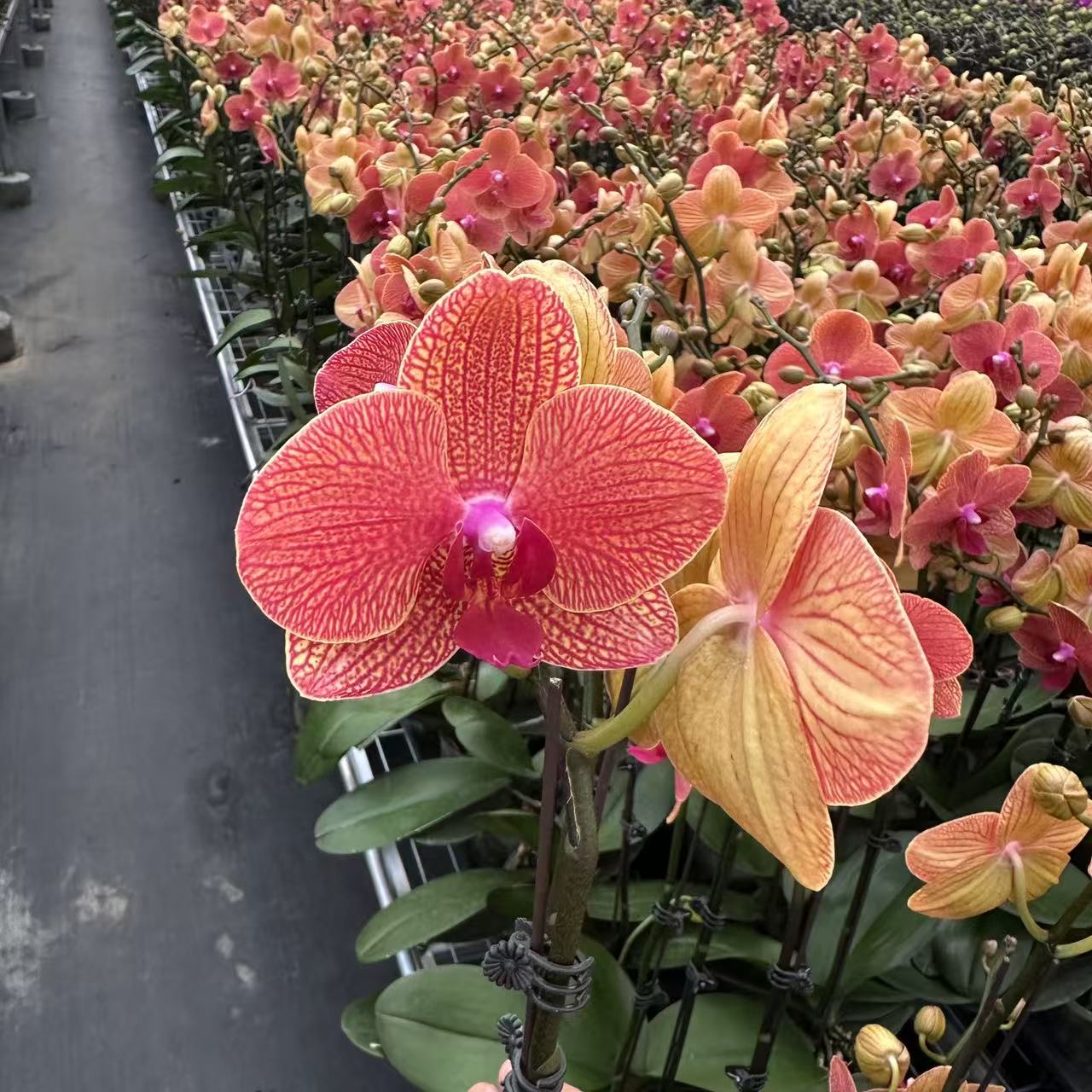 兰屿 LYSLAND【KV622】蝴蝶兰鲜花盆栽