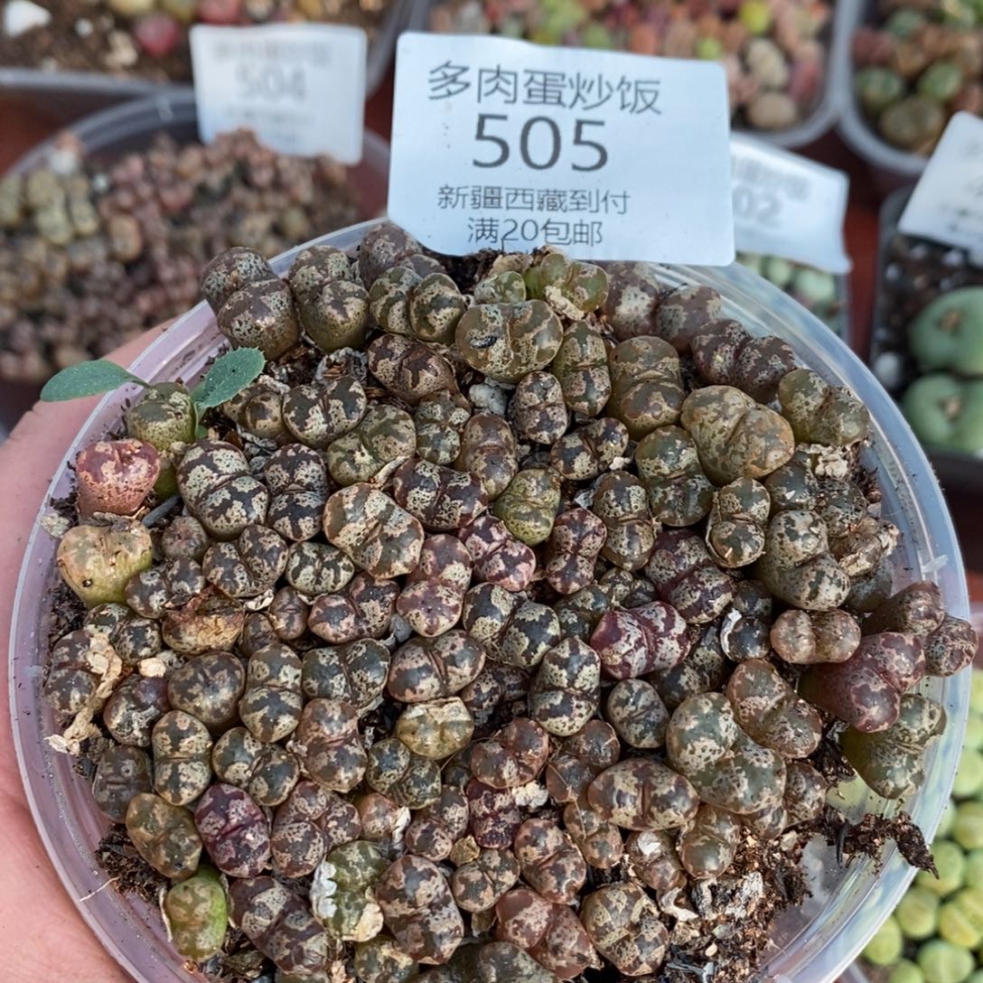 感谢您的支持，勋章，505