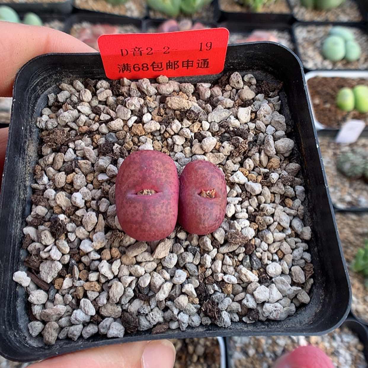 【闪购商品】2-2-19 毛杂猴一颗 50