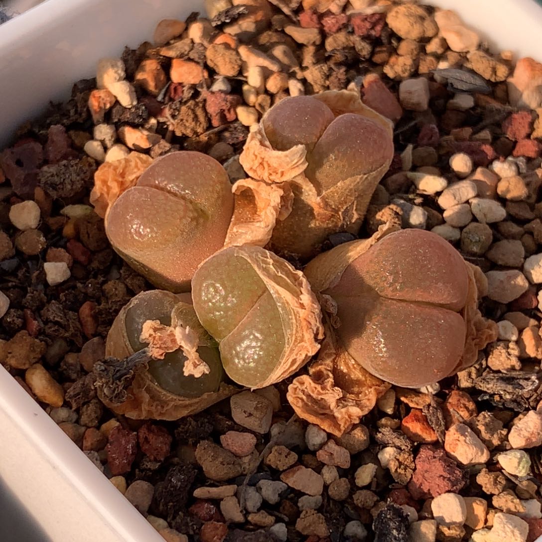 985产区c10风铃母本鱼子酱窗