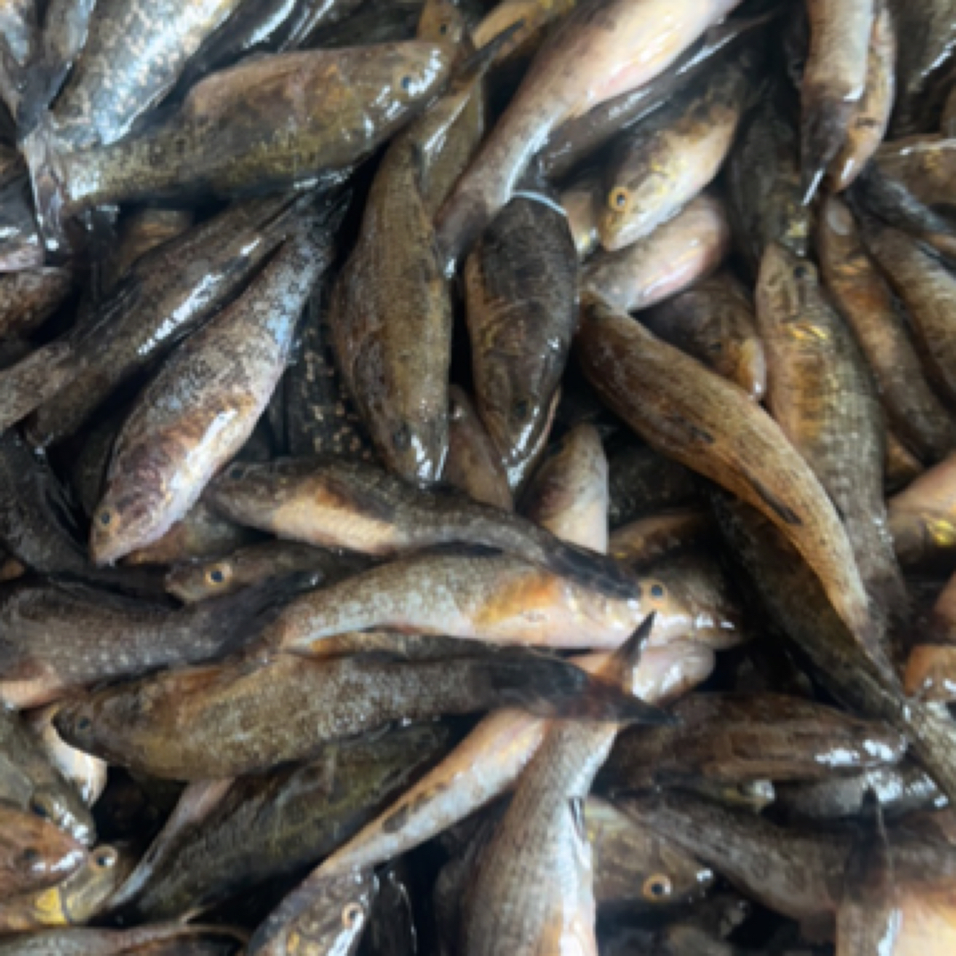 东北小老头鱼(保鲜不保活)温度高地区发速冻