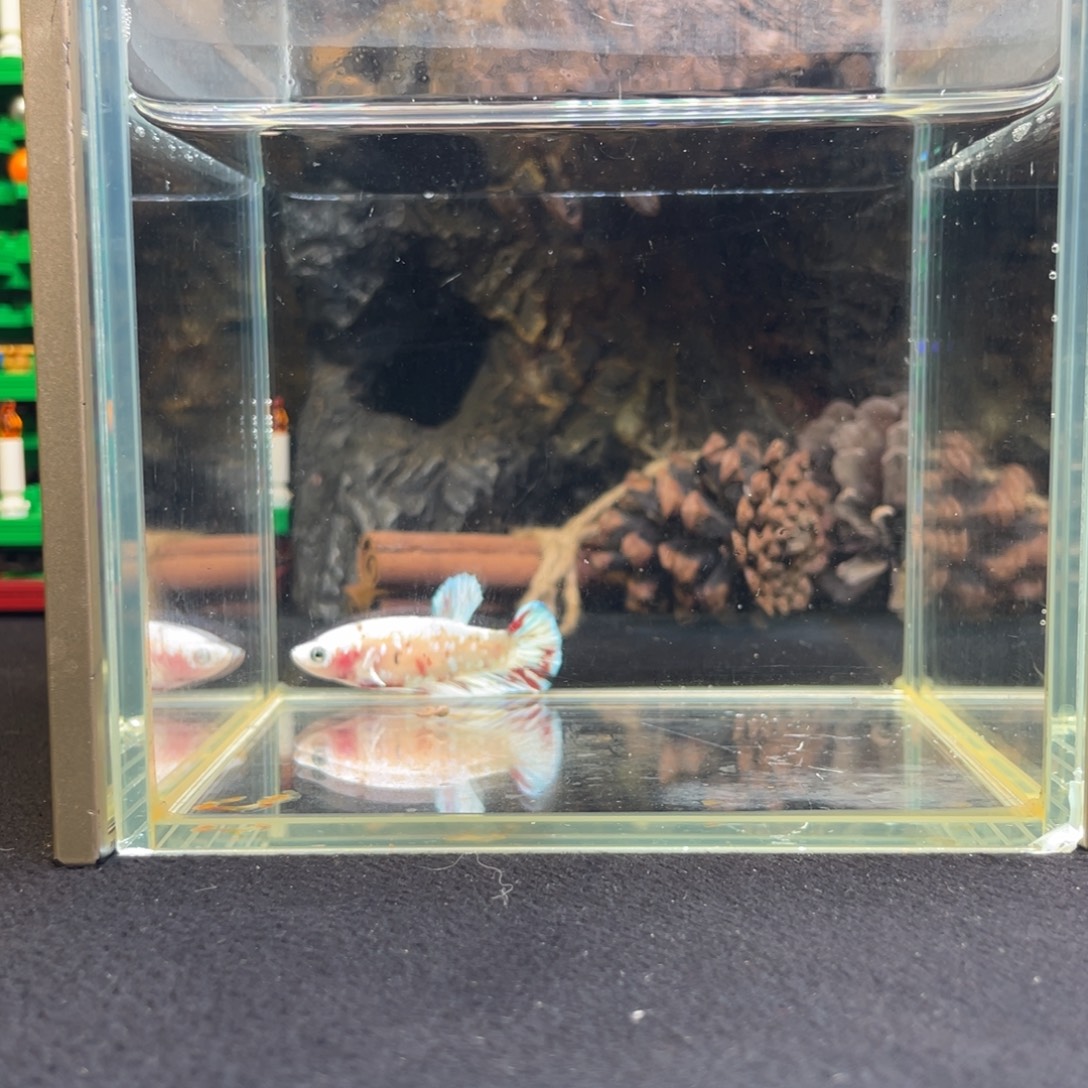 斗鱼十二月十九日竞价母鱼