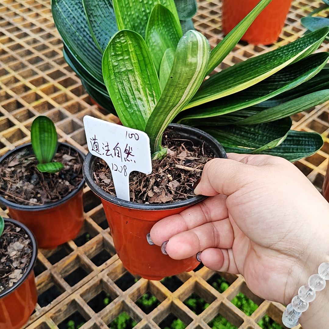 完全开放君子兰精品彩