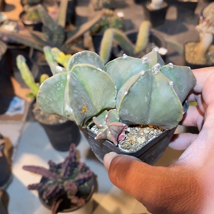 满38包邮2天凑单，脱土晾根发货多肉植物
