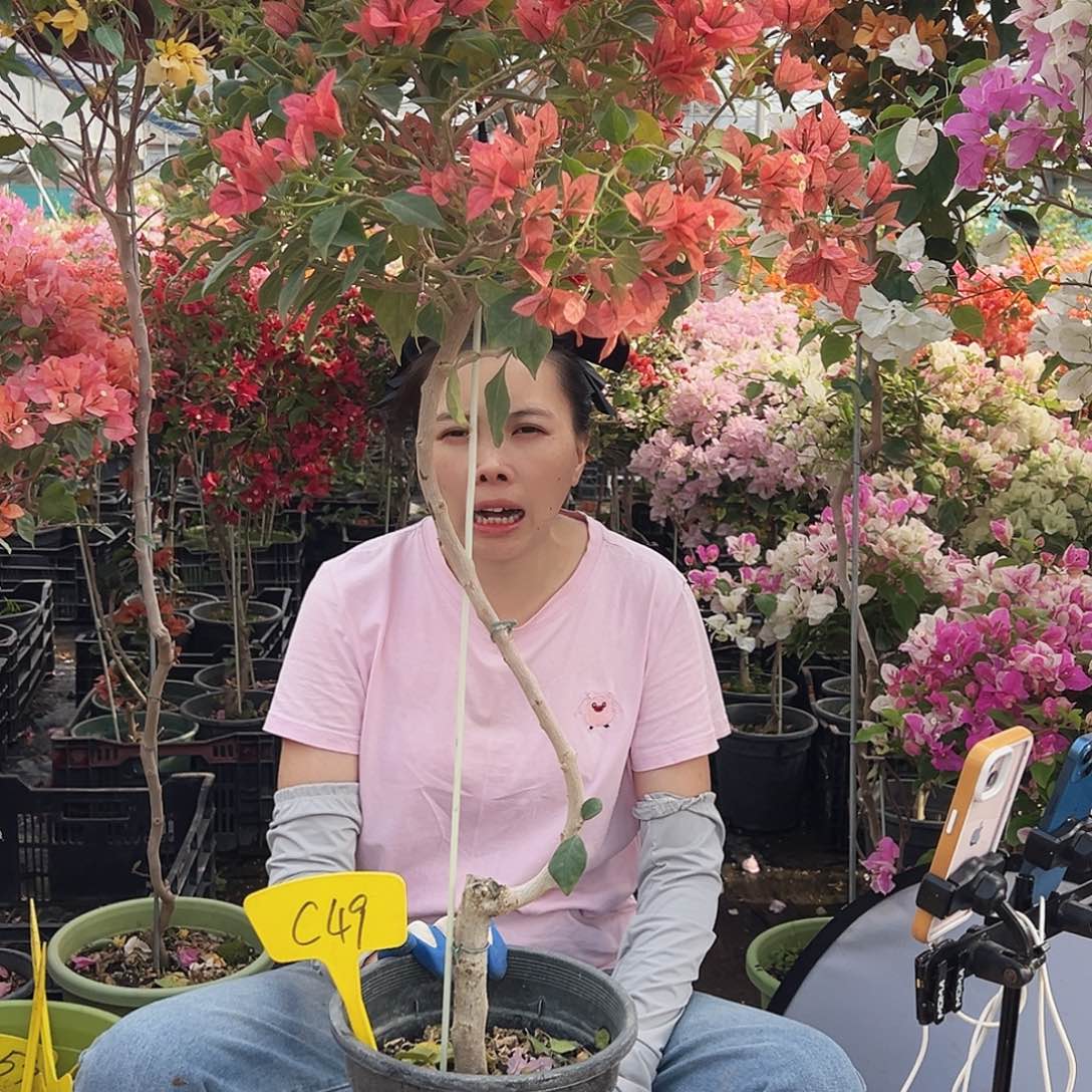 红***霞大部分花苞少量开放C49伊沙贝拉