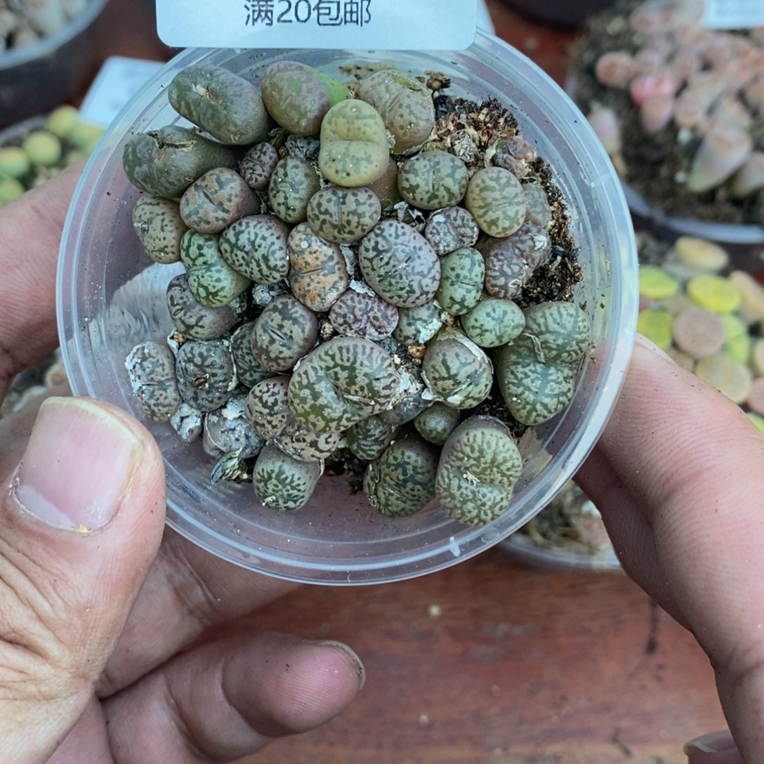 多肉蛋炒饭感谢您相伴070