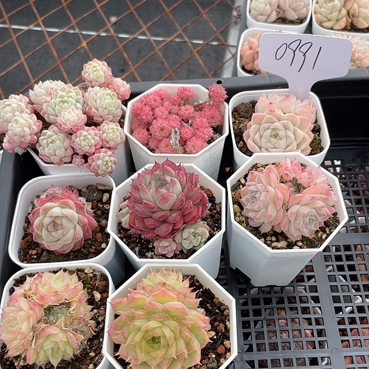 薇薇安园艺多肉0991