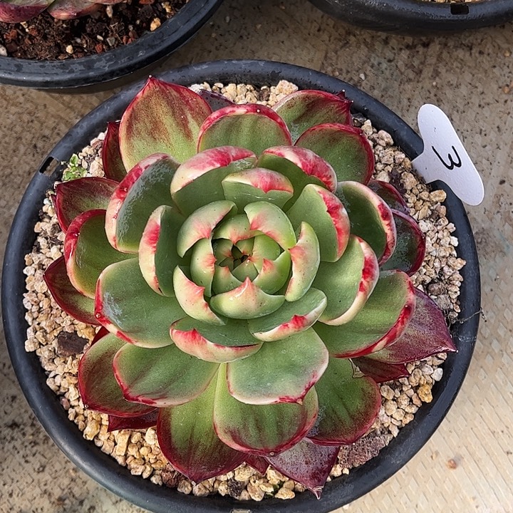 惊鸿仙子一物一拍