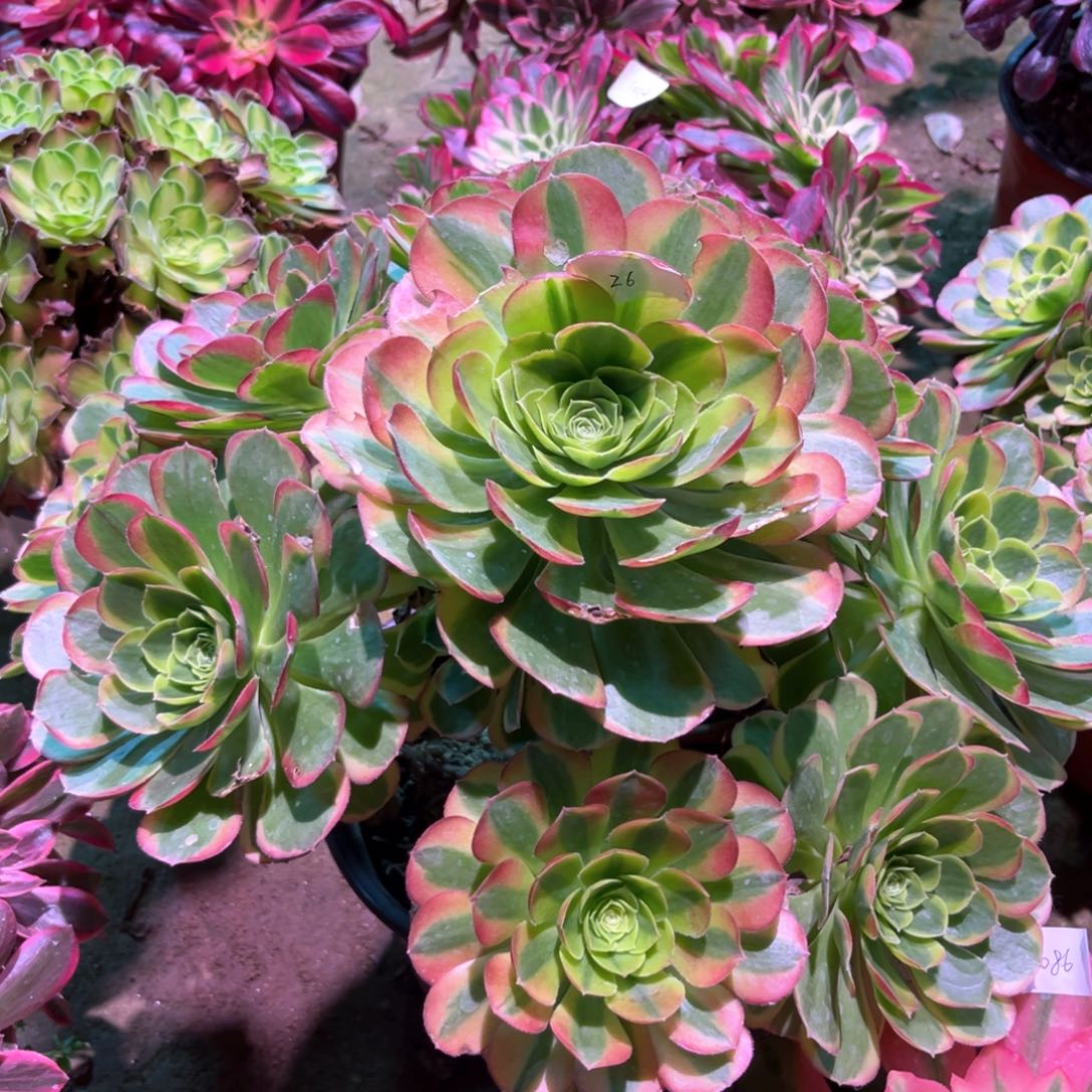 多肉植物奶白026