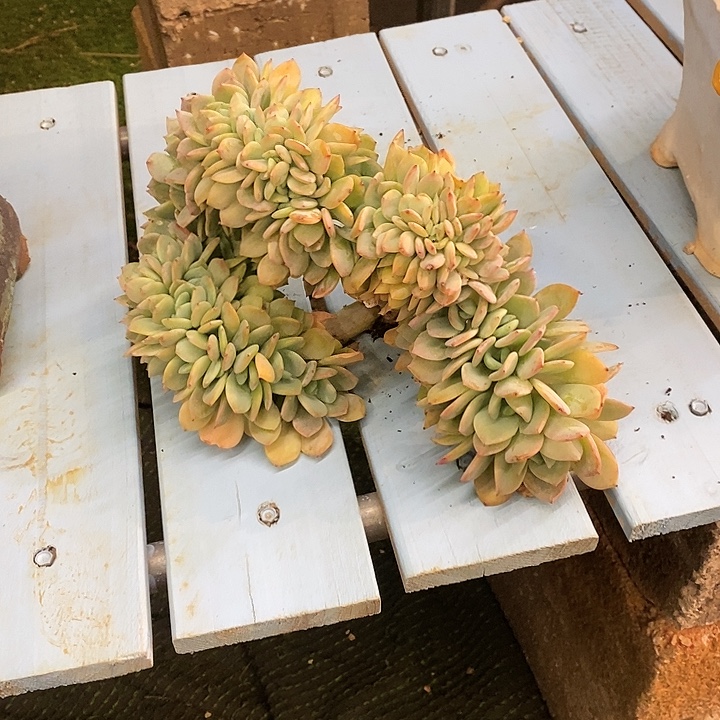 多肉植物一物一拍