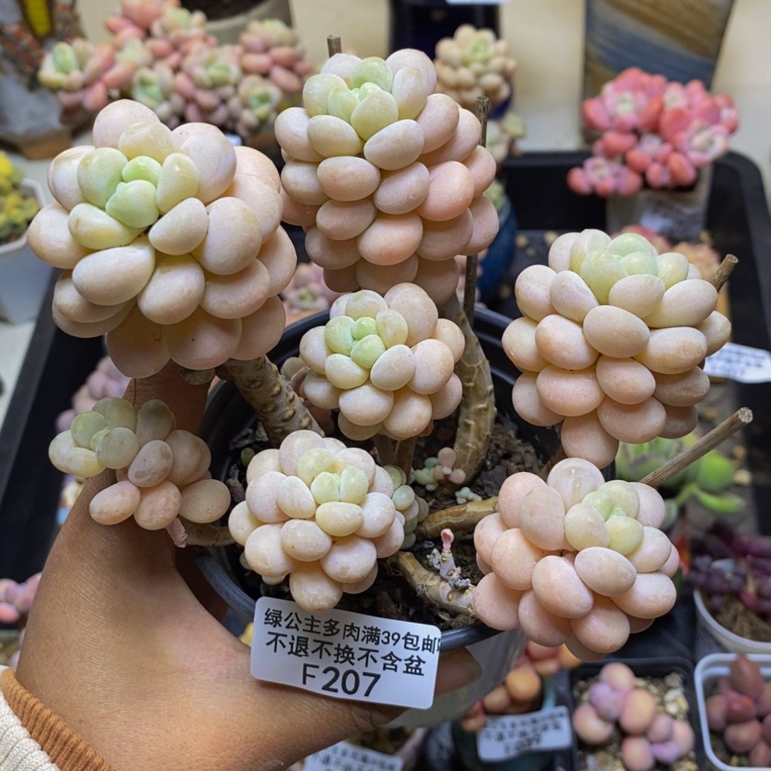 207洛可可多肉9c m