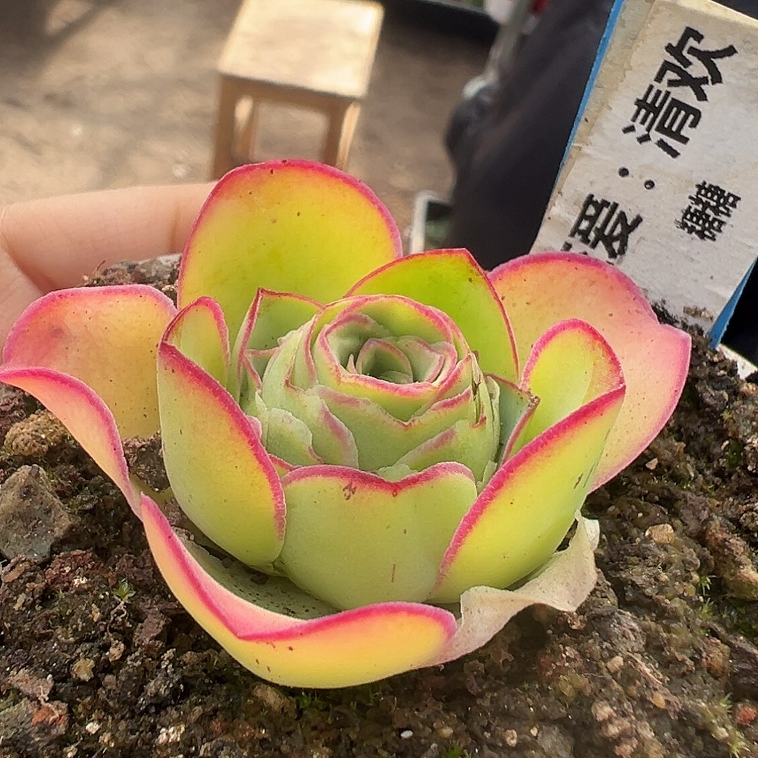 糖糖014 清欢 绝绝子冰边