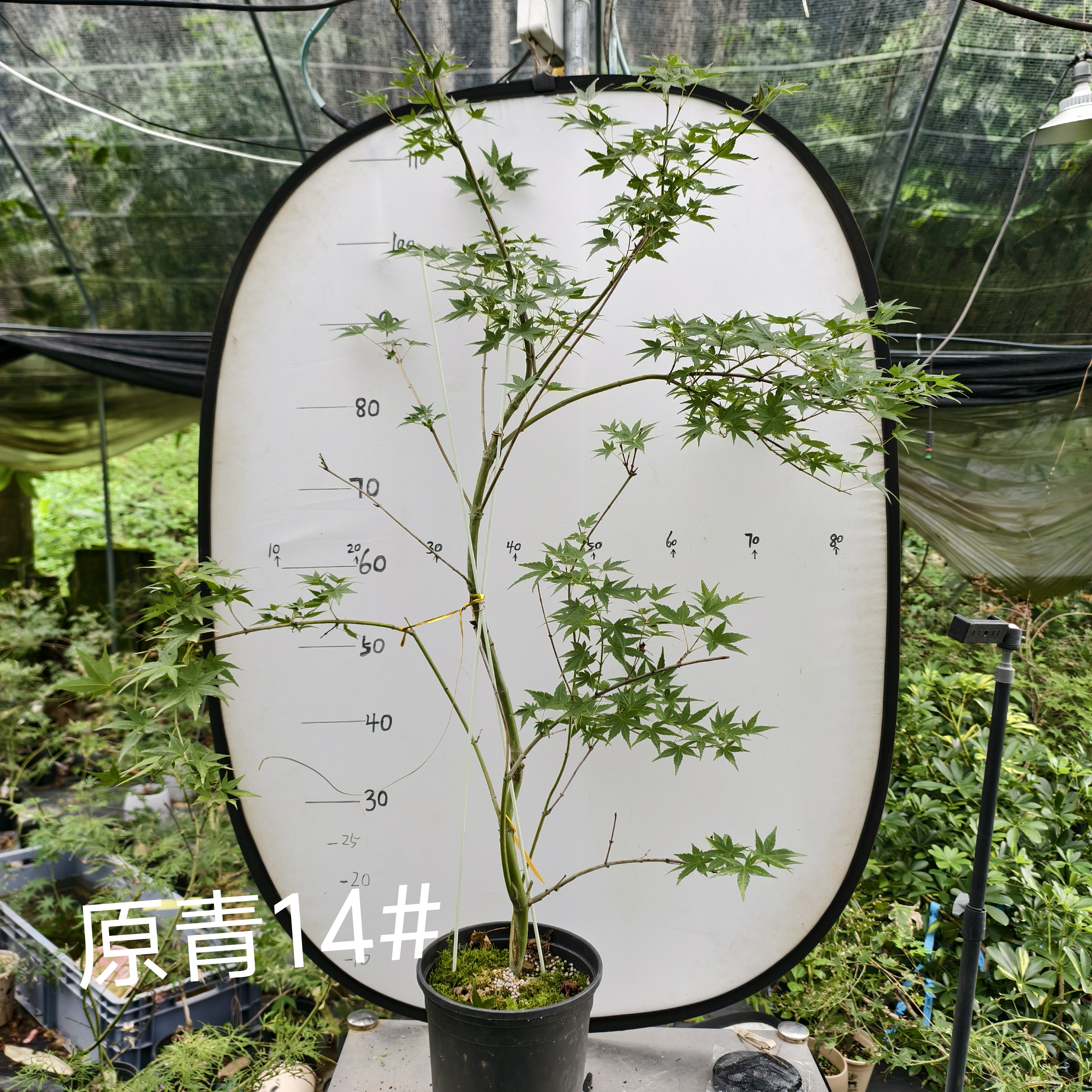 高压原生青流泉枫，黄金流泉枫，一图一拍一价自助下单专用链接