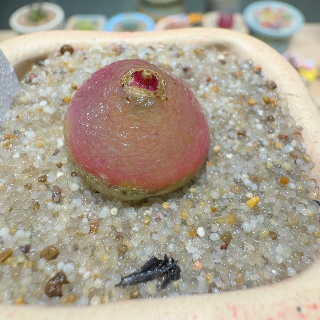 红陶蘑菇292灯泡