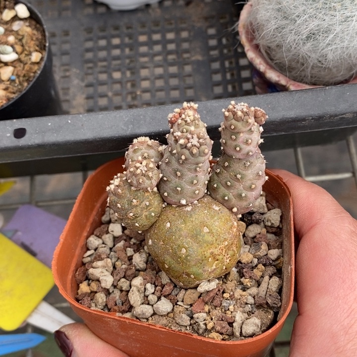 伯克利和格蕾纳的故事都很