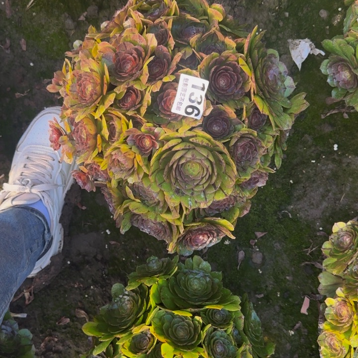 拉丝花27-15包邮花花