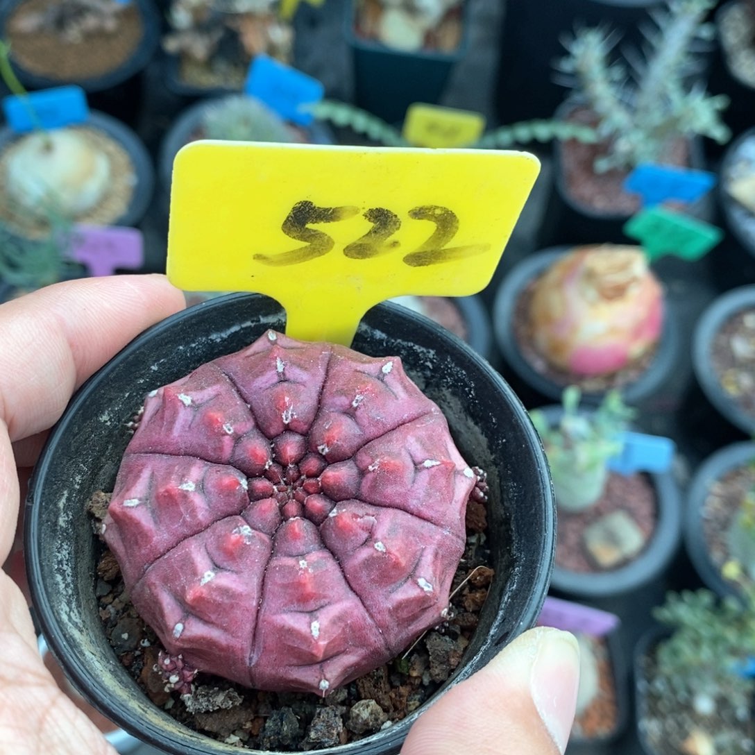 梦想仙人球多肉植物