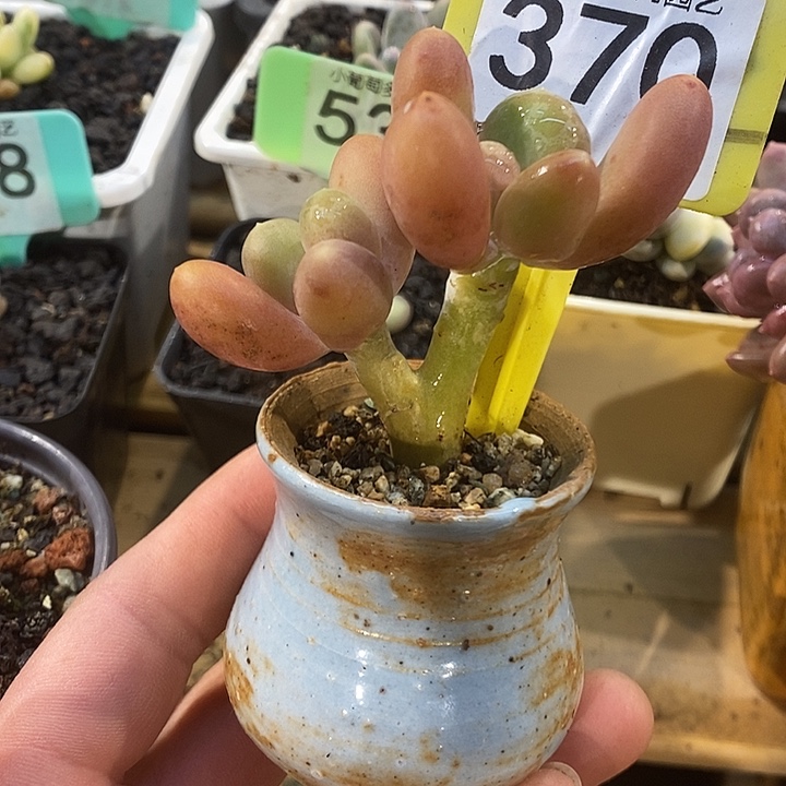 带盆370号的啊啊啊多肉啊啊