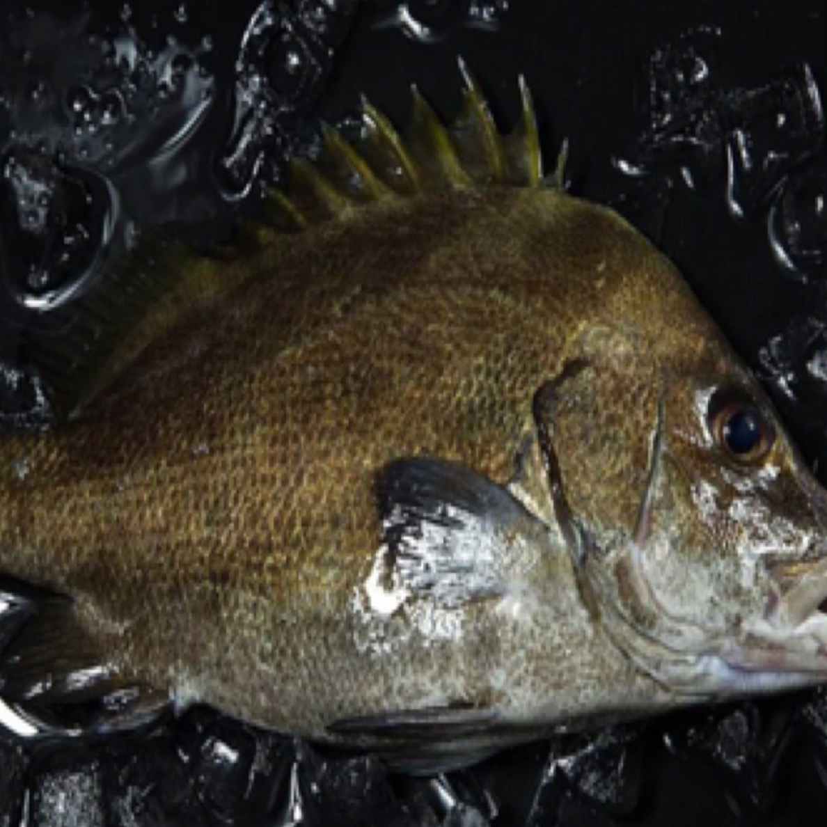 福建东海海捕海鱼现捕现。保底十斤。隔天发货。