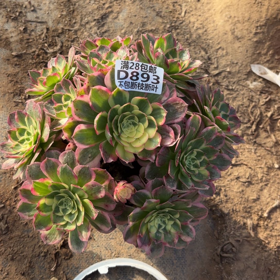 N 893海王多肉2233