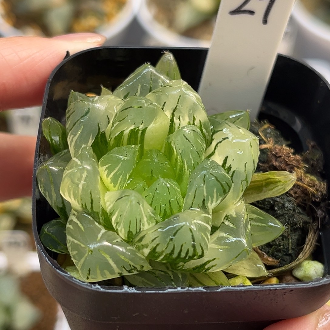 29极上斑龙鳞玉露锦福利专场