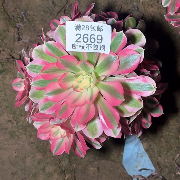 2669粉女巫多肉植物