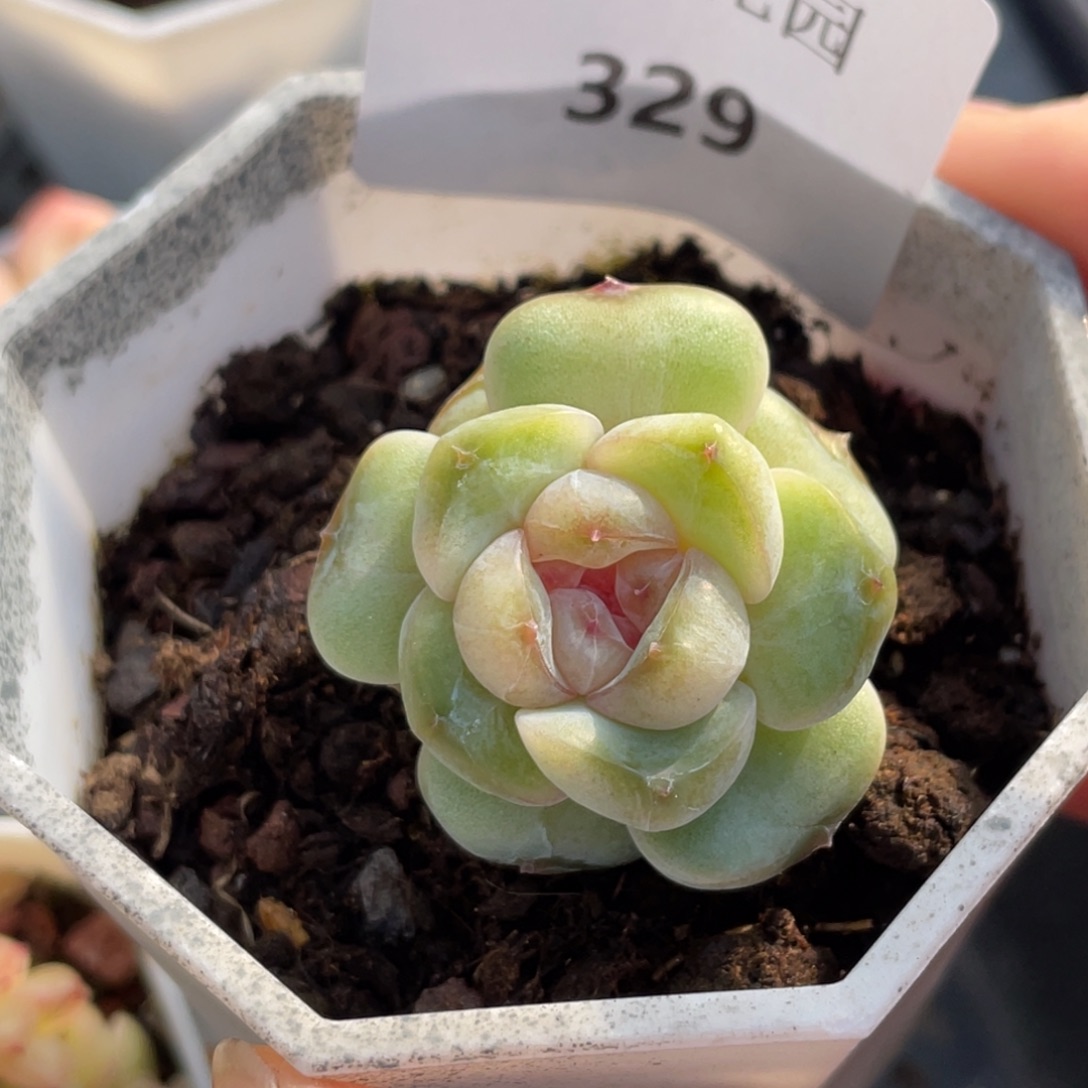 329号糖心冰心珍妮