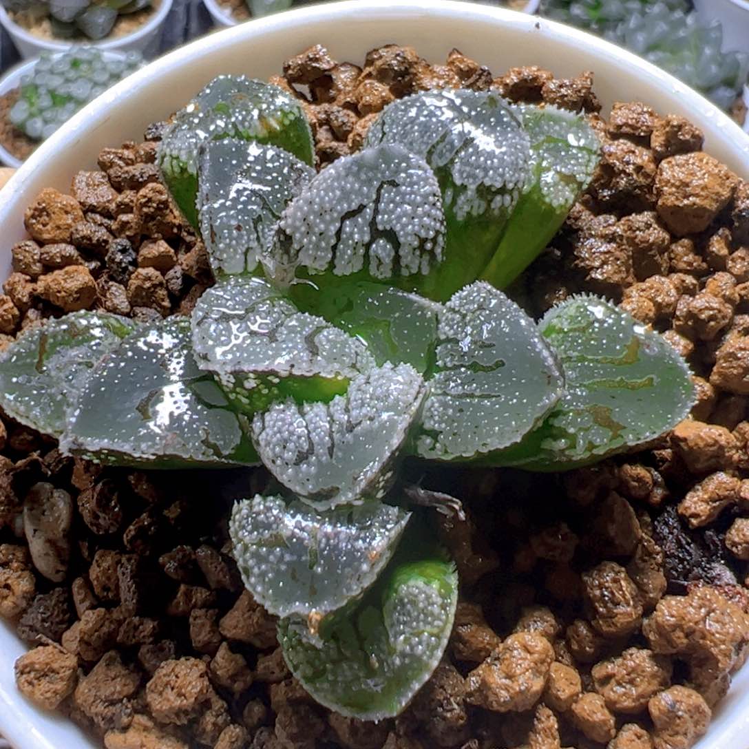 魔多寿多肉多肉多肉