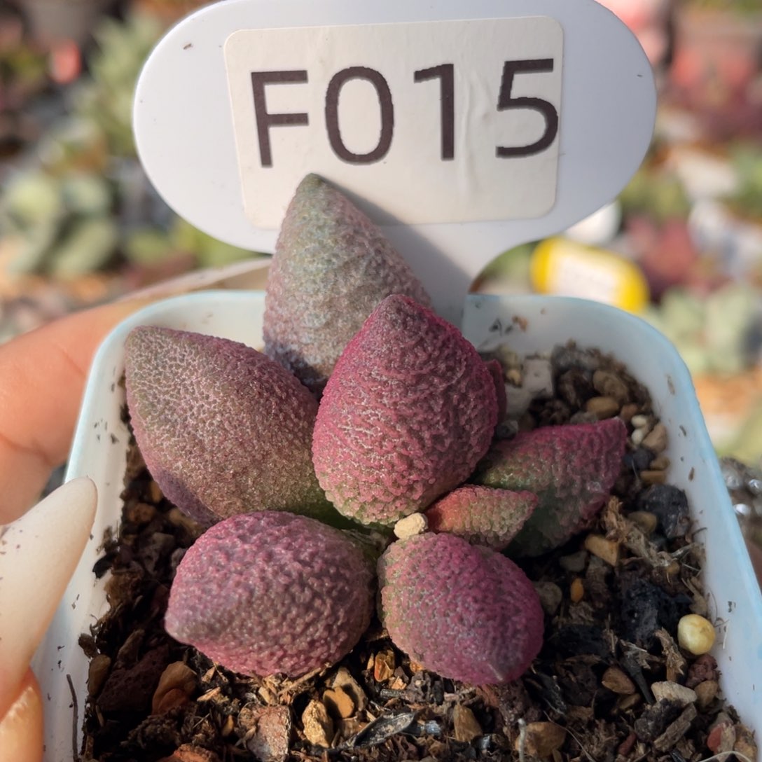     少女心。 F015。   