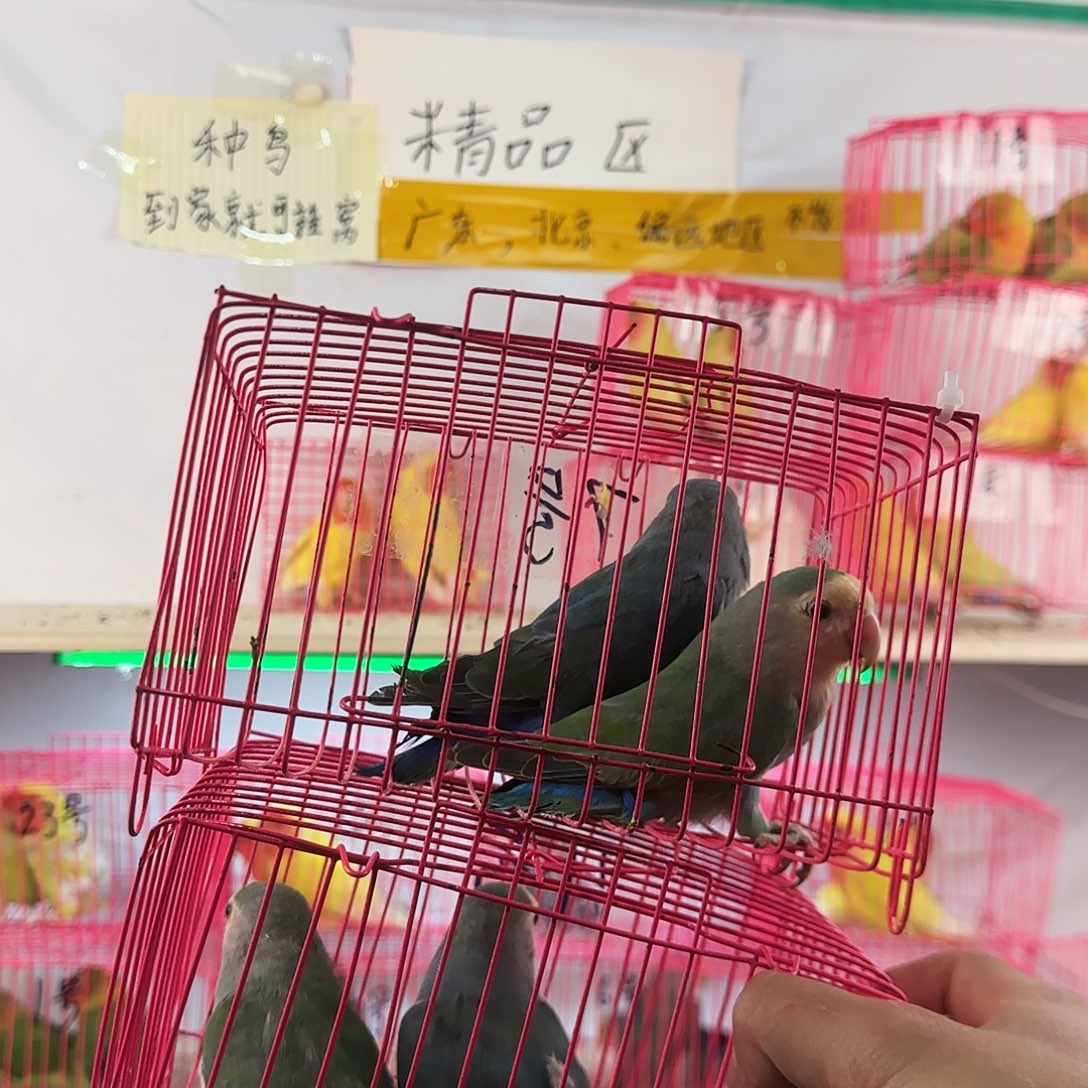 阿***鹉虎皮鹦鹉一物一拍