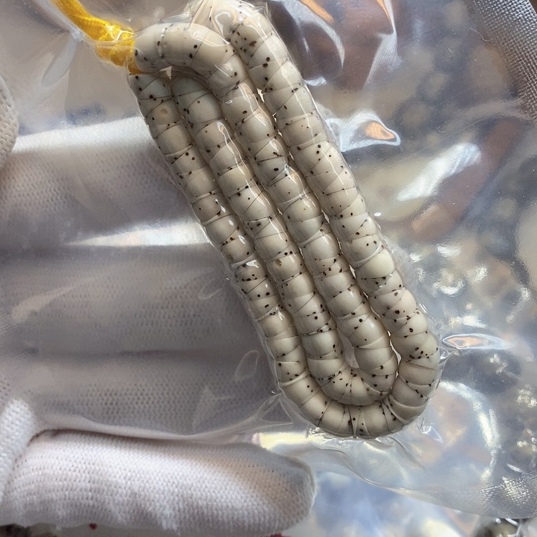 星月菩提手串卡6骨瓷白大肠