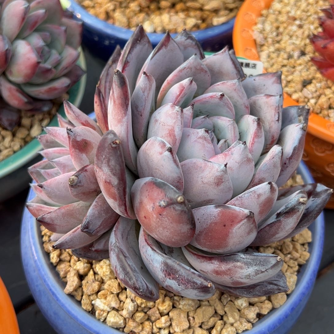 从前慢多肉精选编号0217.209