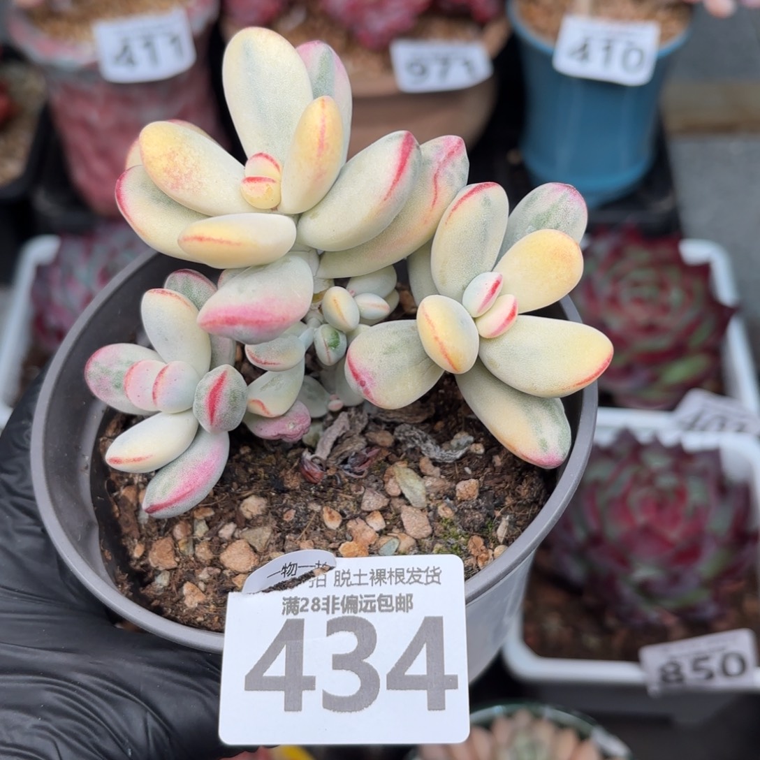 乒乓福娘锦无盆土发货