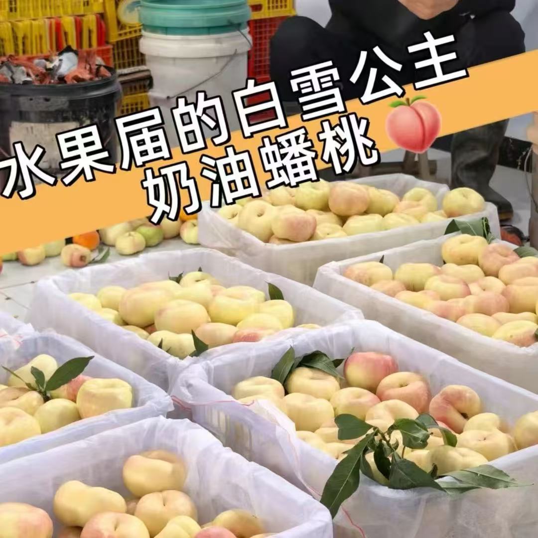 【达吾水果】行走的小蜜罐-蒙阴奶油蟠桃