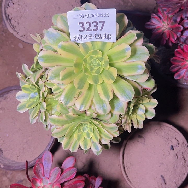 3237金丝翡翠多肉植物2号