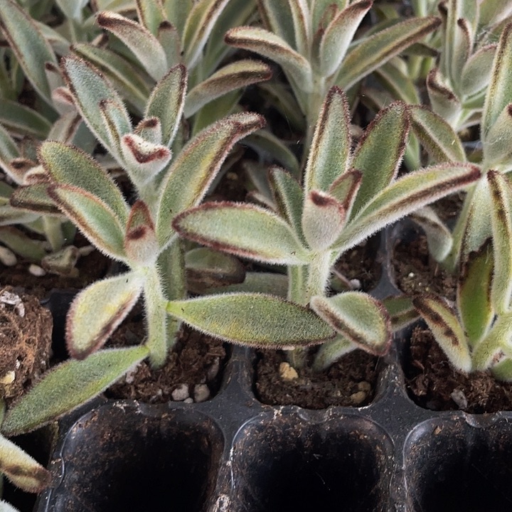 小灰兔1元带土发