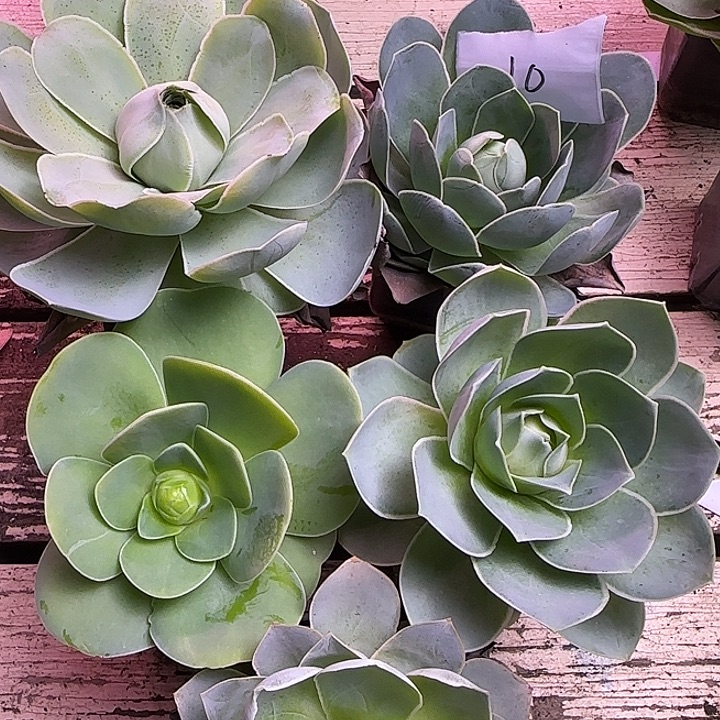 山地玫瑰一物一拍，带盆发10号