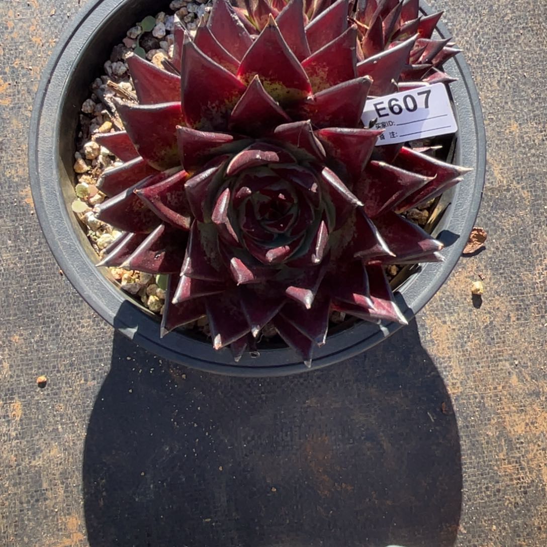 无花朵若茹东云单拍E607