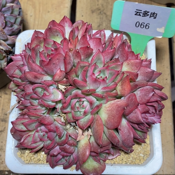 D066- 直播福利 捧花