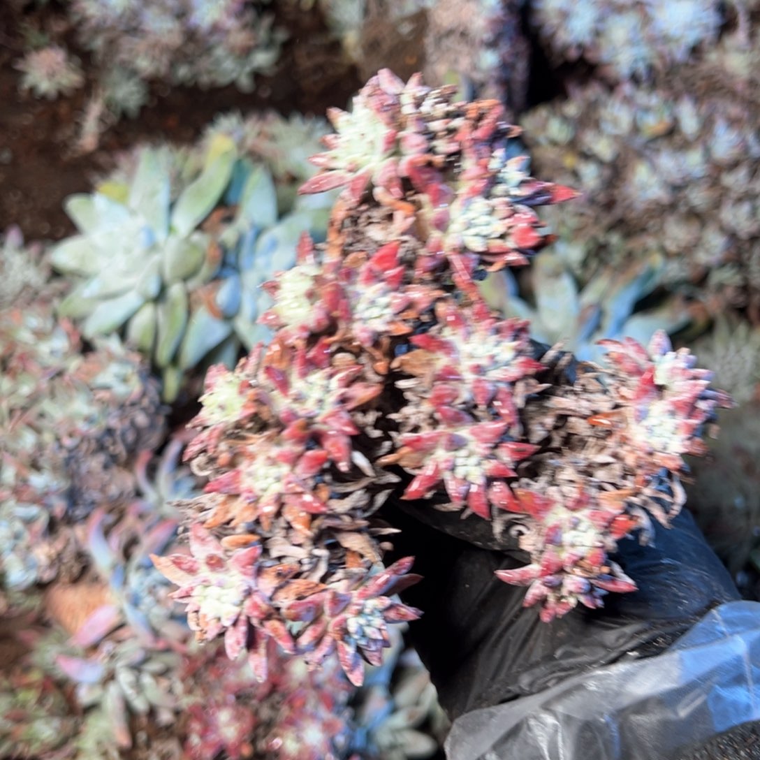 6623哈哈哈哈哈哈哈哈