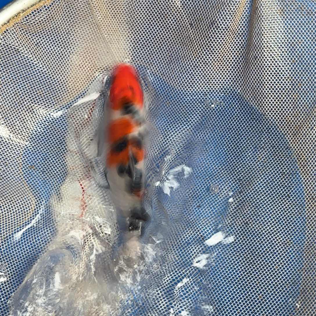 海水鱼阪井米兰小姐赛季