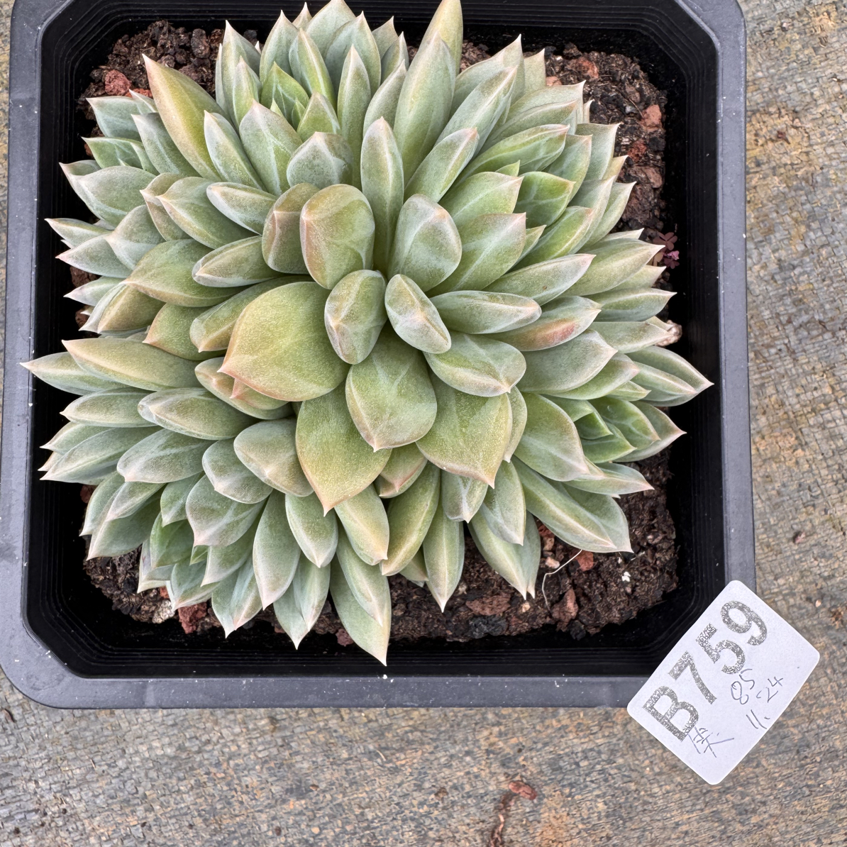 B759，笑笑，多肉植物杂交